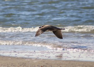 Pacific Gull