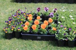 Flowering plants at Goolwa market