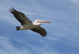 pelican
