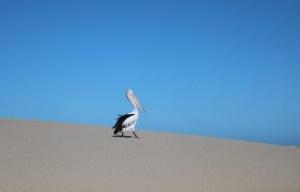 Coorong pelican