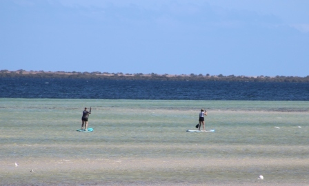 stand up paddle boarders